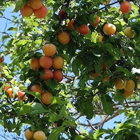 Semesterbostad Ca'solare Corticelli