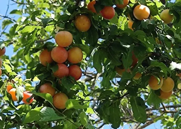 度假居 Ca'solare Corticelli